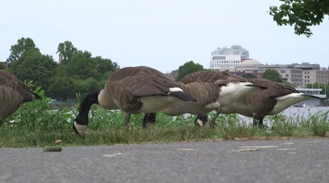 Multiple Geese Eating grass on the Esplanade Stock Footage 40239491