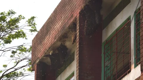 Multiple Giant Wild Honey Bee Hives Hanging Under Brick Building Exterior in Stock Footage 345287594