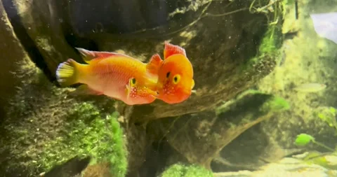 Multiple Goldfish with Round Foreheads Swimming Stock Footage 285235838