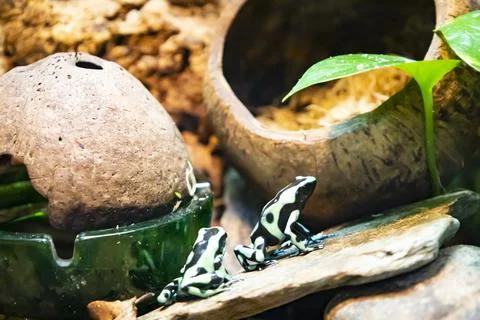 Multiple green frogs sitting in a moss at the pond Stock Photos