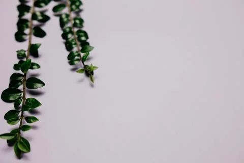 Multiple green leaves on twigs Stock Photos