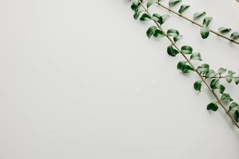 Multiple green leaves on twigs Stock Photos