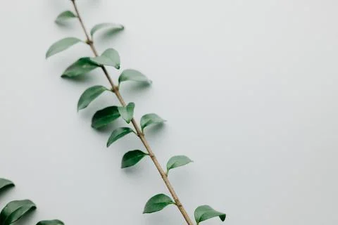 Multiple green leaves on twigs Stock Photos