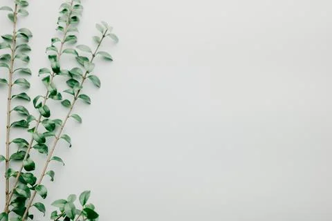 Multiple green leaves on twigs Stock Photos