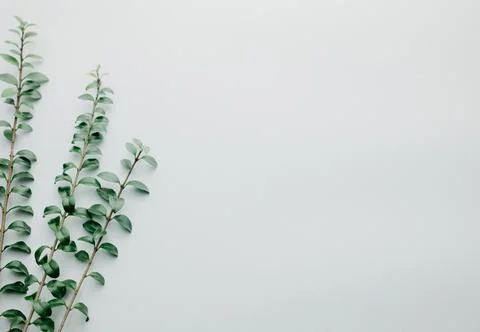 Multiple green leaves on twigs Stock Photos