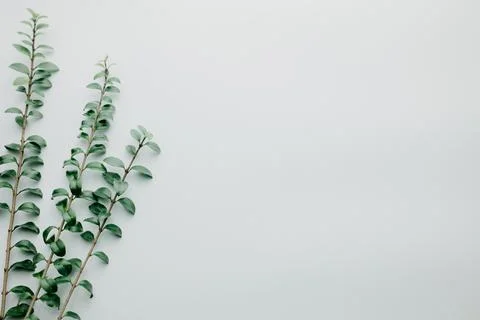 Multiple green leaves on twigs Stock Photos