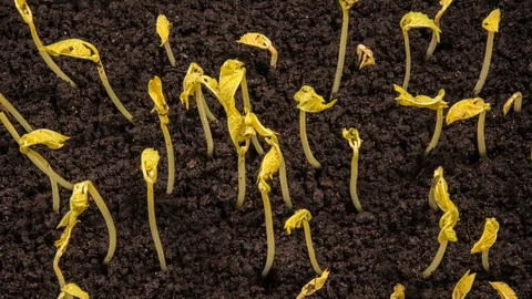 Multiple growing kidney beans from the ground Stock Footage 128714565