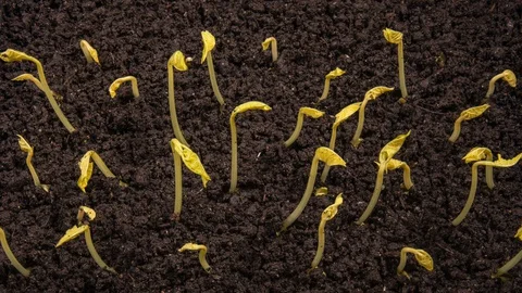 Multiple growing kidney beans from the ground Stock Footage 128729960