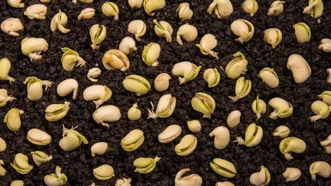 Multiple growing kidney beans on top of the ground Stock Footage 128714610