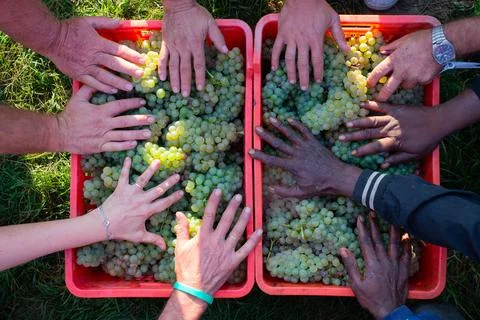 Multiple Hands Touching Harvested White Grapes in Red Crates Stock Photos