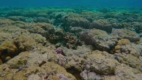 Multiple hard corals with bite marks inflicted by feeding Parrotfish on flat-top Stock Footage 336565839