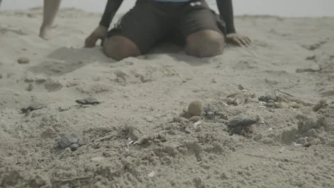 Multiple hatchlings scramble from their nest towards the sea Stock Footage 243085522