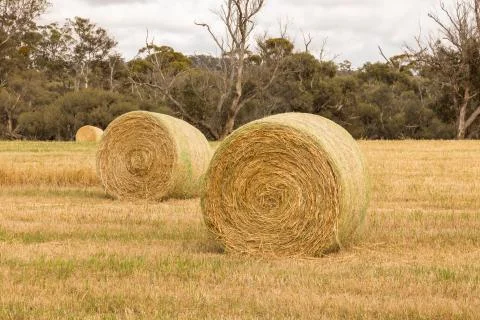 Multiple hay bales in paddock Stock Photos