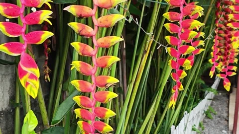 Multiple Heliconia rostrata flowers cascading in a row. Stock Footage 341739677