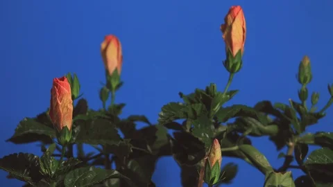 Multiple hibiscus blossoms open, then wilt as final blossom then opens, 4K. Stock Footage 110858534