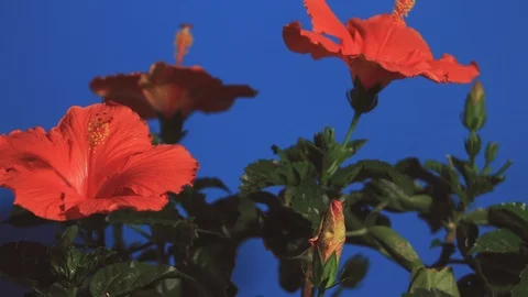 Multiple hibiscus buds open and come to full bloom simultaneously, 4K. Stock Footage 110859066