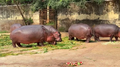 Multiple Hippopotamuses Eating Grass and Watermelon Near Water Shore Stock Footage 332579595