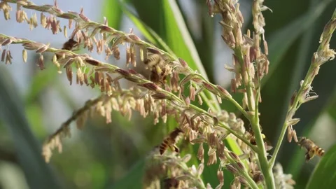 Multiple honey bees actively forage and collect pollen from flowering corn .. Stock Footage 344517164