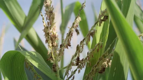 Multiple honey bees actively forage and collect pollen from flowering corn .. Stock Footage 344517176