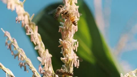 Multiple honey bees of the Apis genus foraging and collecting pollen from a.. Stock Footage 345793134