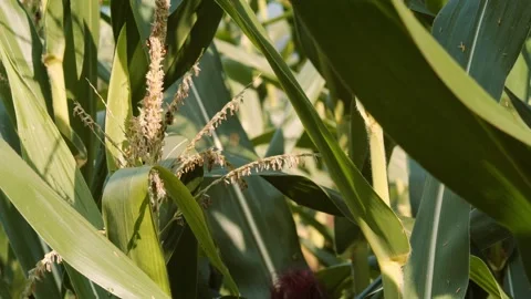 Multiple honey bees foraging on flowering corn tassels of Zea mays in brigh.. Stock Footage 345793145