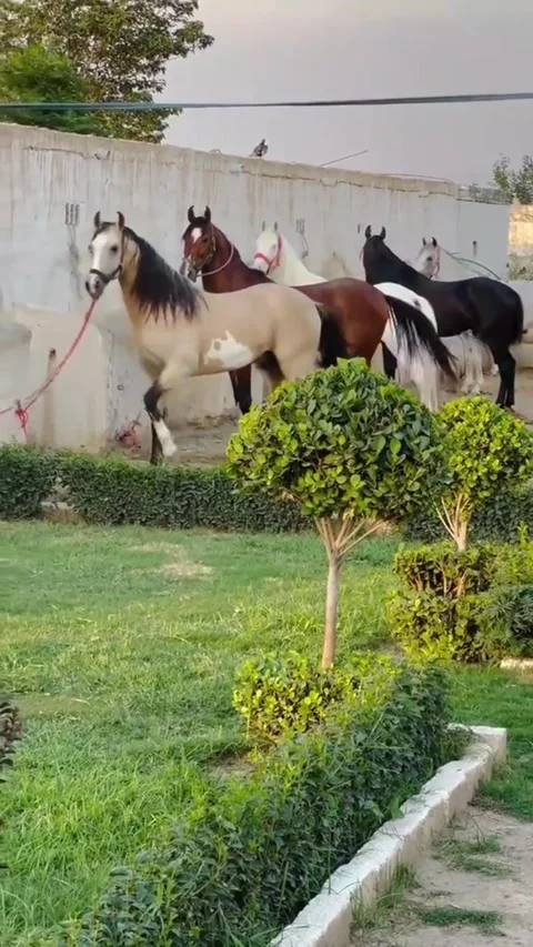 Multiple Horses of Different Breeds Tethers in Scenic Farm Setting Vídeos de archivo 332678260