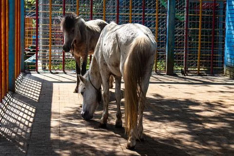 Multiple horses walking slowly inside confined space Stock Photos