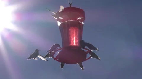 Multiple hummingbirds around feeder with part of the sun in shot illuminating Video stock 67687383