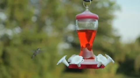 Multiple Hummingbirds at Feeder Stock Footage 54225938