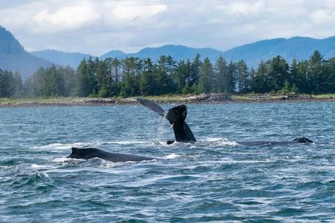 Multiple humpback whales exploring the ocean in alaska Photos