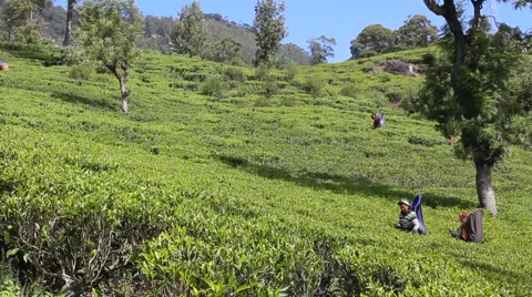 Multiple II Tea Plantation Workers, Sri Lanka Video stock 47987190