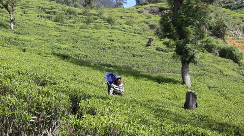 Multiple III Tea Plantation Workers, Sri Lanka Video stock 47987418