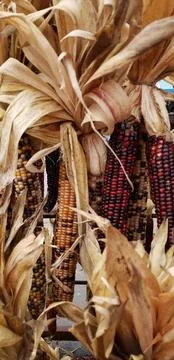 Multiple indian ornamental corn cobs on display Stock Photos