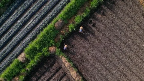 Multiple individuals work together to plant in shared agricultural plot 库存影片 334078590