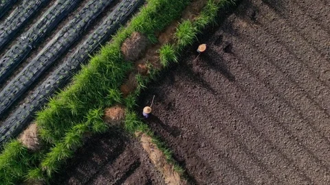 Multiple individuals work together to plant in shared agricultural plot Stockbeeldmateriaal 334078604