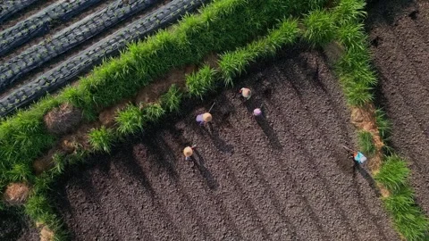 Multiple individuals work together to plant in shared agricultural plot Vídeos de archivo 334078632