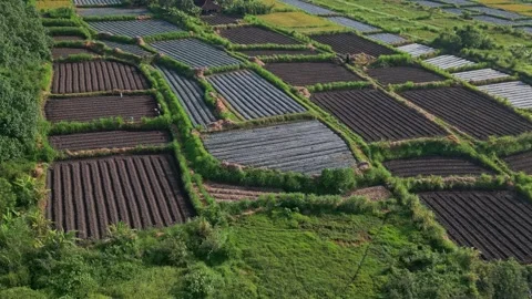 Multiple individuals work together to plant in shared agricultural plot 動画素材 334078706