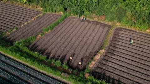 Multiple individuals work together to plant in shared agricultural plot Vídeos de archivo 334078774