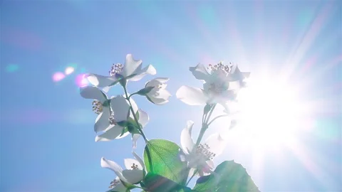 Multiple iridescent sunbeams shine through white jasmine flowers. Vídeos de archivo 242974698