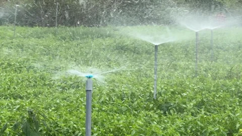 Multiple irrigation sprinklers operate simultaneously, distributing water across Vídeo Stock 329276179