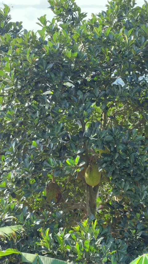 Multiple jackfruit fruits cling to a sturdy tropical trunk, surrounded by dense Video stock 324889729