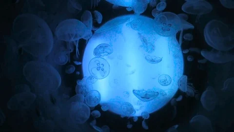 Multiple jellyfish in aquarium Stock Footage 70607711
