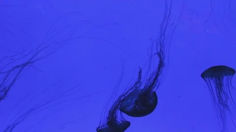 Multiple Jellyfish Stock Footage 76972926