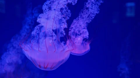 Multiple jellyfish glide through a blue aquarium, showcasing their elegant Stock Footage 295851001