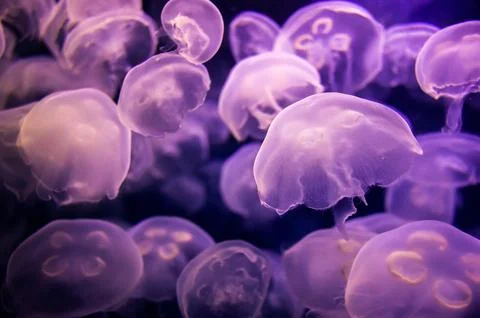 Multiple Jellyfish Stock Photos