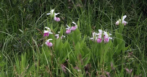 Multiple lady slippers Stock Footage 81873186