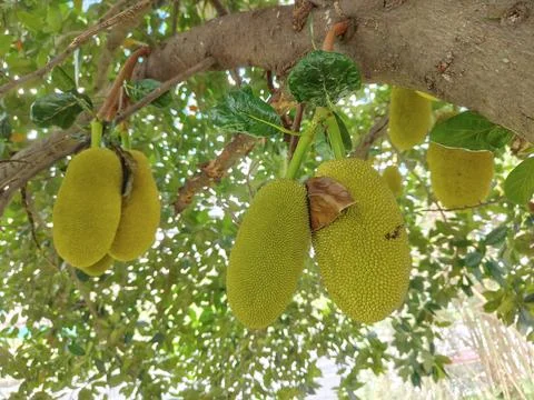 Multiple large, bumpy jackfruits ripen naturally Stock-Fotos