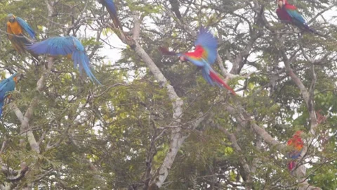 Multiple Large Macaws landing on the Rain forest tree joining other parrots as Stock Footage 301770526