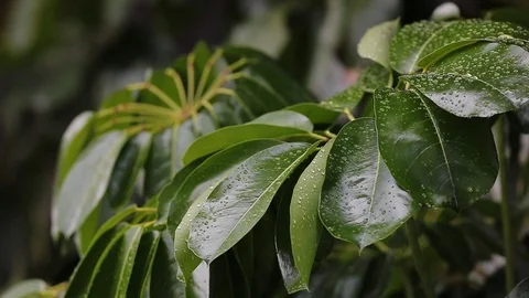 Multiple leaves after rainfall 스톡 동영상 126360161