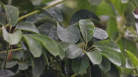 Multiple leaves during rainfall 스톡 동영상 126358732